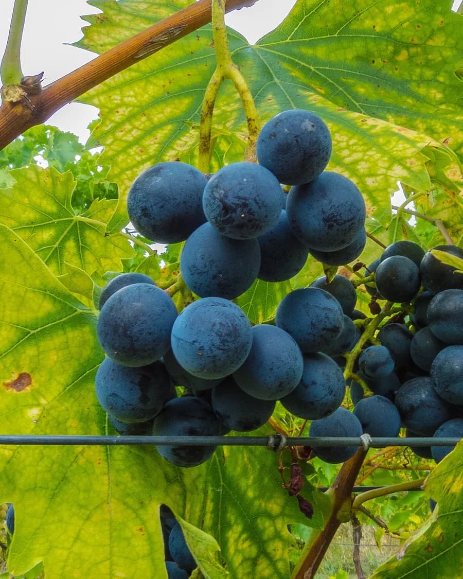 Dark seedless grapes still on the vine